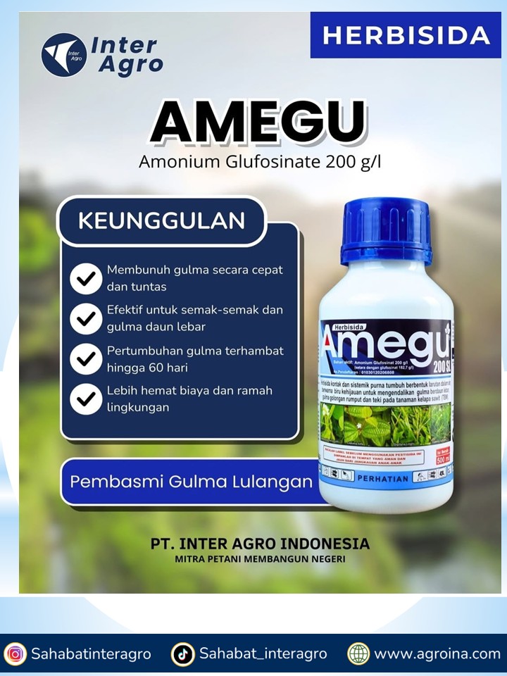 1. Amegu