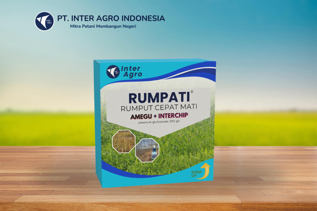 1.0二级封面 Rumpati